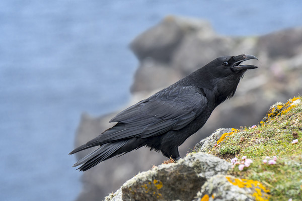 Raven in Scotland Picture Board by Arterra 