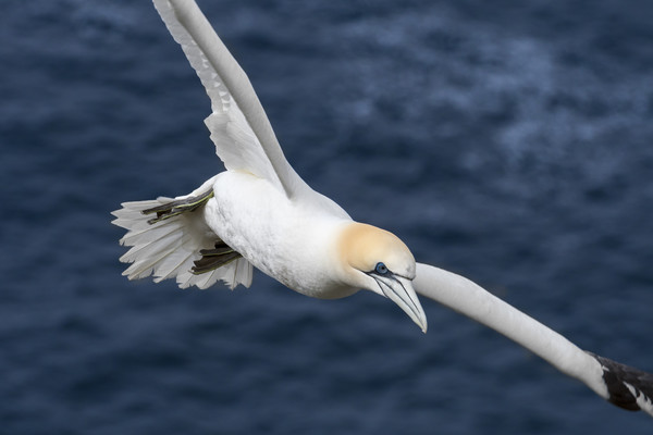 Northern gannet in Flight Picture Board by Arterra 