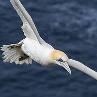 Buy canvas prints of Northern gannet in Flight by Arterra 
