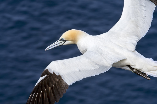 Northern Gannet Soaring over the Ocean Picture Board by Arterra 
