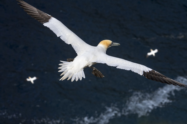 Northern Gannets soaring over Ocean Picture Board by Arterra 