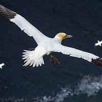 Buy canvas prints of Northern Gannets soaring over Ocean by Arterra 