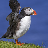 Buy canvas prints of Puffin Stretching Wings by Arterra 