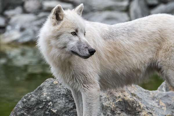 Canadian Arctic Wolf Picture Board by Arterra 