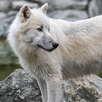 Buy canvas prints of Canadian Arctic Wolf by Arterra 