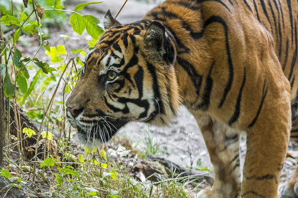 Sumatran Tiger Picture Board by Arterra 
