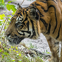 Buy canvas prints of Sumatran Tiger by Arterra 