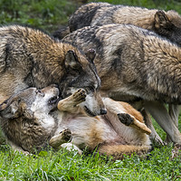 Buy canvas prints of Wolf Pack by Arterra 