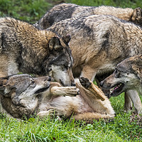 Buy canvas prints of Grey Wolf Pack by Arterra 