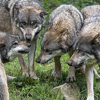 Buy canvas prints of Welcome in the Wolf Pack by Arterra 