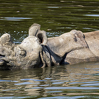 Buy canvas prints of Indian Rhinoceros by Arterra 