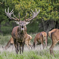 Buy canvas prints of Red Deer Stag by Arterra 