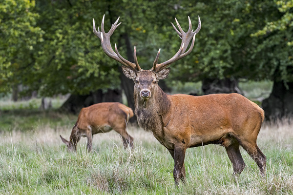 Red Deer Stag with Hind Picture Board by Arterra 