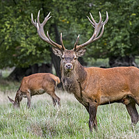 Buy canvas prints of Red Deer Stag with Hind by Arterra 