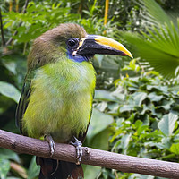 Buy canvas prints of Blue-throated Toucanet by Arterra 