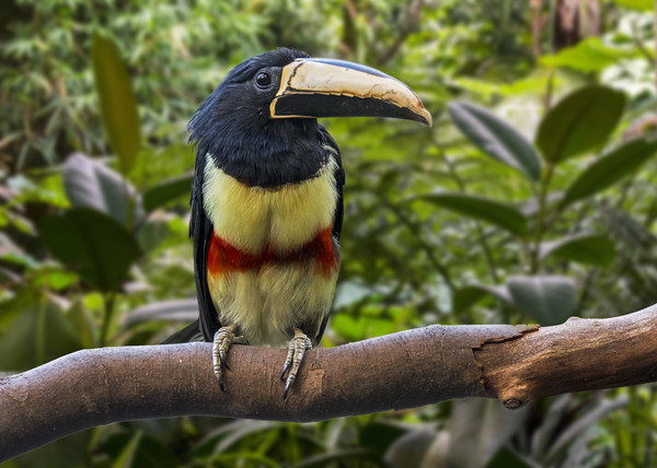Black-necked Aracari  Picture Board by Arterra 