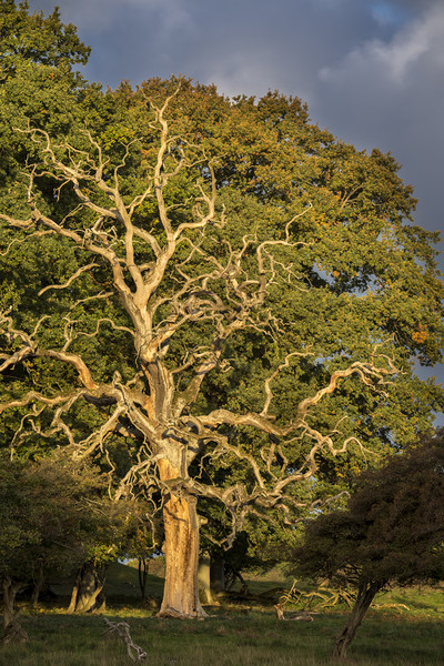 Dead English Oak Tree Picture Board by Arterra 