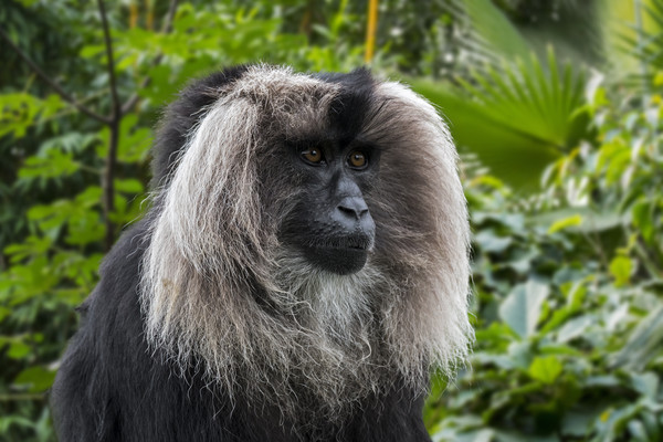 Lion-tailed Macaque Picture Board by Arterra 