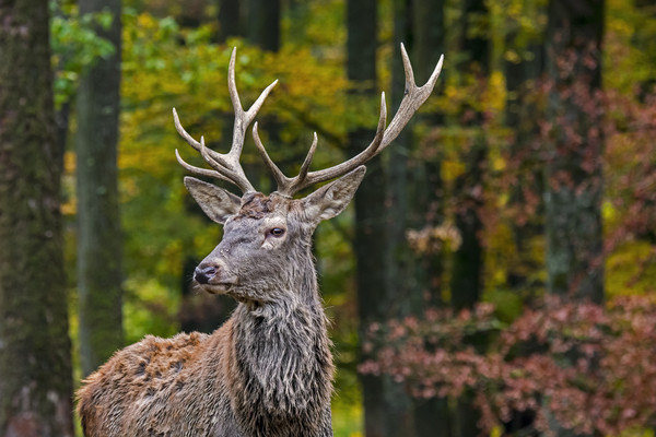 Young Red Deer Stag in Autumn Forest Picture Board by Arterra 