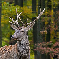 Buy canvas prints of Young Red Deer Stag in Autumn Forest by Arterra 
