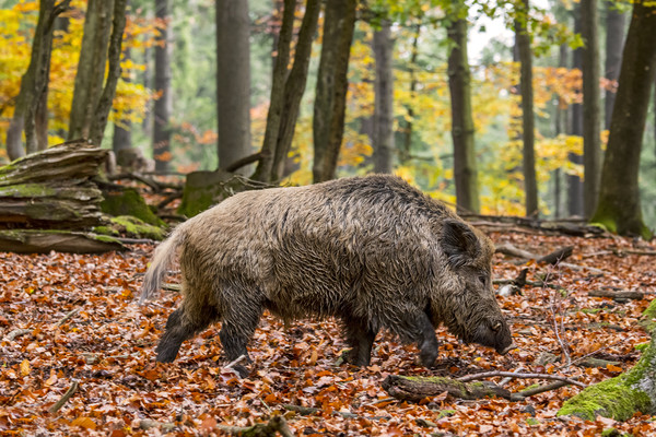 Wild Boar in Autumn Forest Picture Board by Arterra 