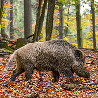 Buy canvas prints of Wild Boar in Autumn Forest by Arterra 