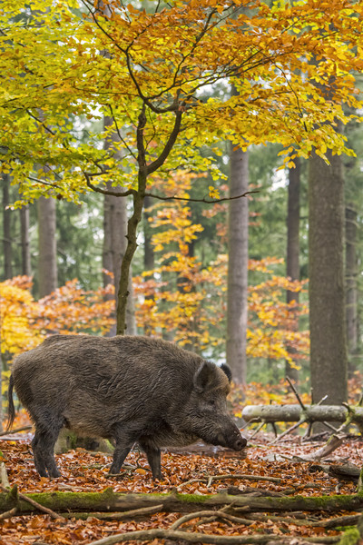 Wild Boar in the Fall Picture Board by Arterra 