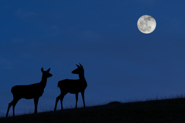 Red Deer Hinds at Night Picture Board by Arterra 