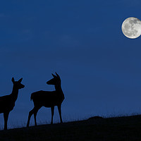 Buy canvas prints of Red Deer Hinds at Night by Arterra 