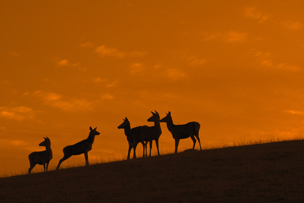 Red Deer Hinds at Sunset Picture Board by Arterra 