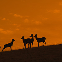 Buy canvas prints of Red Deer Hinds at Sunset by Arterra 