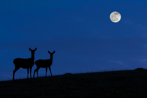 Red deer with Young at Night Picture Board by Arterra 