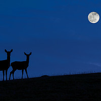 Buy canvas prints of Red deer with Young at Night by Arterra 