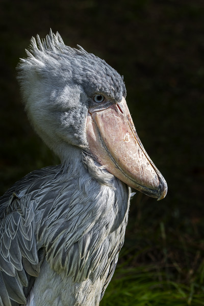 African Shoe-billed Stork Picture Board by Arterra 