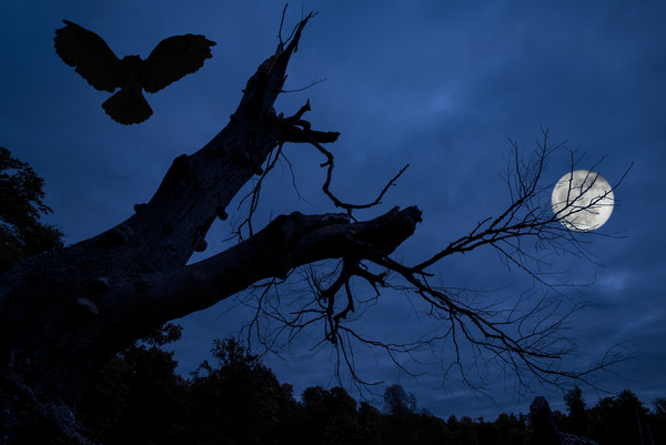 Owl Landing in Tree at Night Picture Board by Arterra 