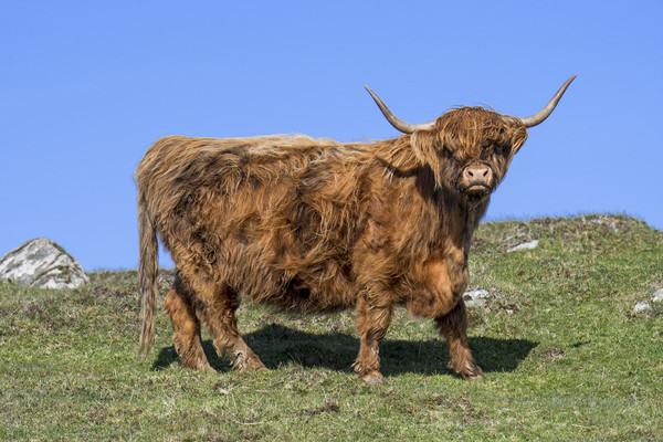 Highland Cow, Scotland Picture Board by Arterra 