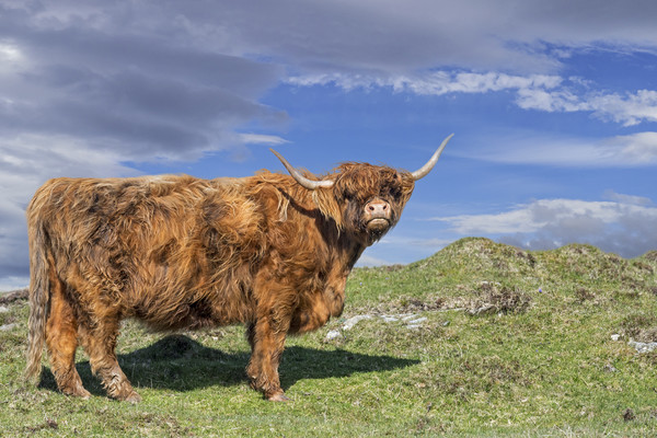 Highlander in Scotland Picture Board by Arterra 