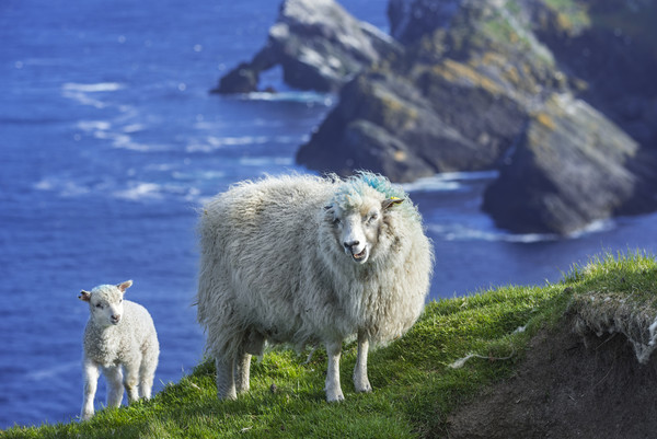 Sheep at Hermaness, Unst, Shetland Islands Picture Board by Arterra 