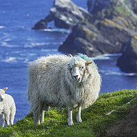 Buy canvas prints of Sheep at Hermaness, Unst, Shetland Islands by Arterra 