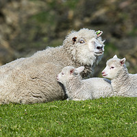 Buy canvas prints of Sheep with Two Lambs by Arterra 