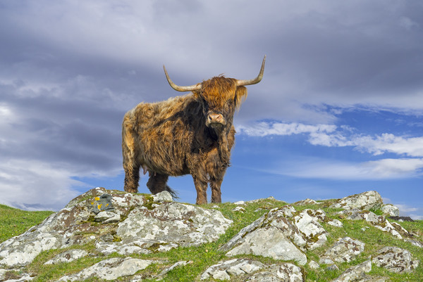 Highland Cattle Picture Board by Arterra 