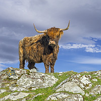 Buy canvas prints of Highland Cattle by Arterra 