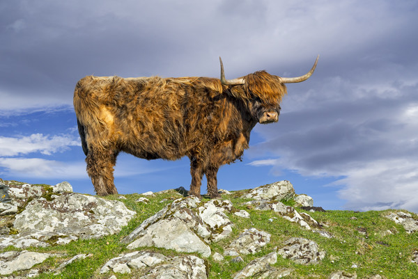 Highlander in Shetland Picture Board by Arterra 