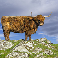Buy canvas prints of Highlander in Shetland by Arterra 