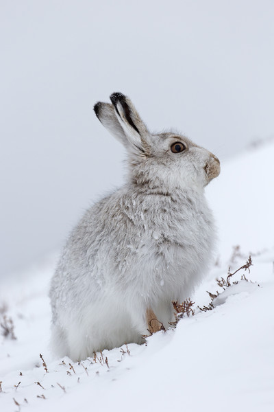 Snow Hare in Winter Picture Board by Arterra 