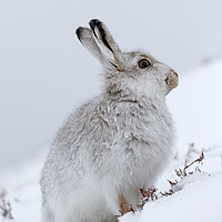 Buy canvas prints of Snow Hare in Winter by Arterra 