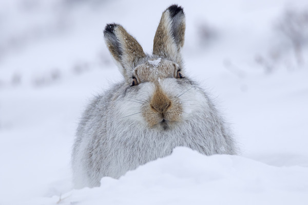 Mountain Hare in the Snow Picture Board by Arterra 