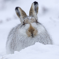 Buy canvas prints of Mountain Hare in the Snow by Arterra 