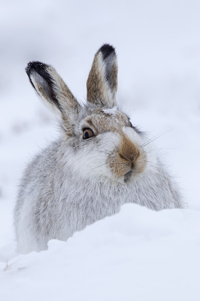 Scottish Snow Hare Picture Board by Arterra 