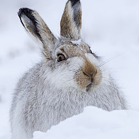 Buy canvas prints of Scottish Snow Hare by Arterra 